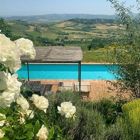 Panoramic Among Vineyards In *