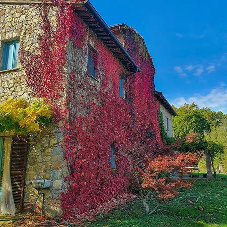 Panoramic Among Vineyards In *